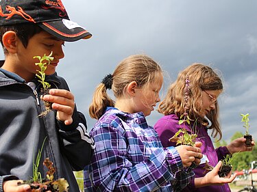 Drei Kinder halten Pflanzen in der Hand und betrachten sie