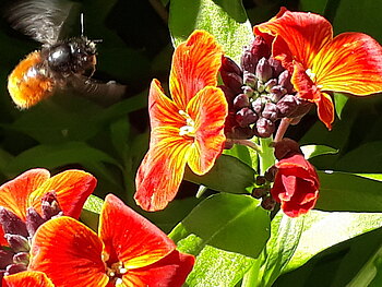 Wildbienen holt an Blüten Nektar und Pollen