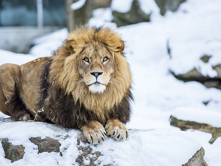 Löwe sitzt im Schnee, Zoogehege