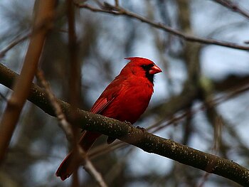 Ein roter Vogel sitzt auf einem Ast.