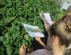 Jugendliche sehen sich Sojapflanzen an und lernen etwas über diese