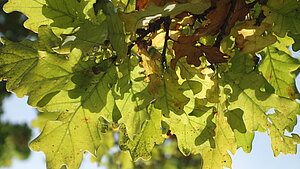 Ein Foto durch das Blätterdach einer Eiche